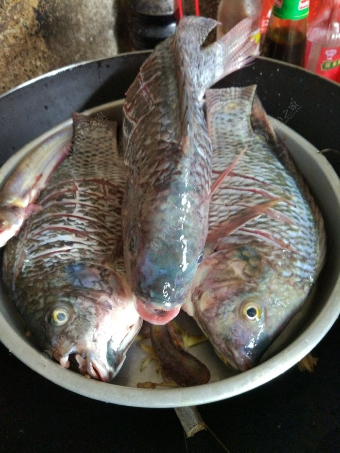 瘋狂的羅非 自制餌料釣羅非魚